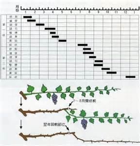 葡萄生長過程|葡萄栽培